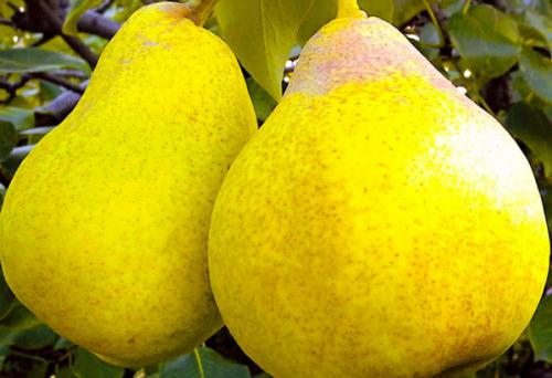 Груша желтая сорт. Добавление статьи в новую подборку 02
