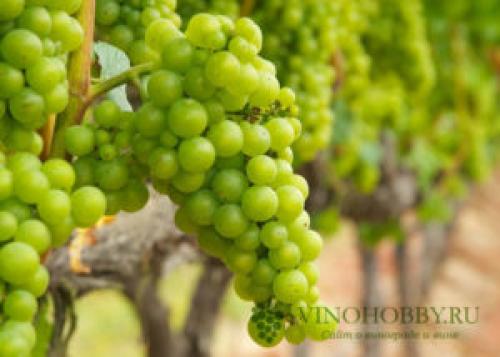 Виноград Технические сорта для Подмосковья. Лучшие сорта винограда для производства вина. Какие подойдут для Подмосковья и Сибири