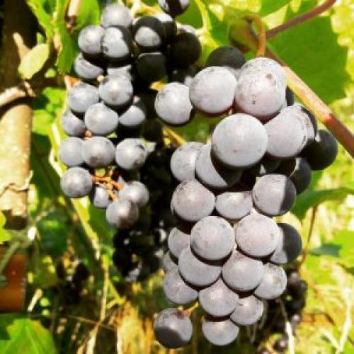 Виноград Технические сорта морозостойкие. Лучшие сорта винограда, не требующие укрывания на зиму