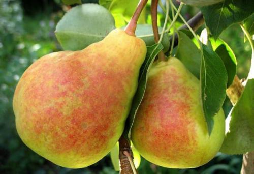 Груша желтая сорт. Добавление статьи в новую подборку 01