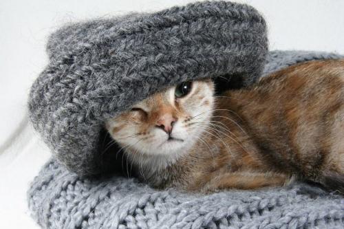 Кошка рычит в пустоту. Если кот внезапно шипит в пустоту, что это значит
