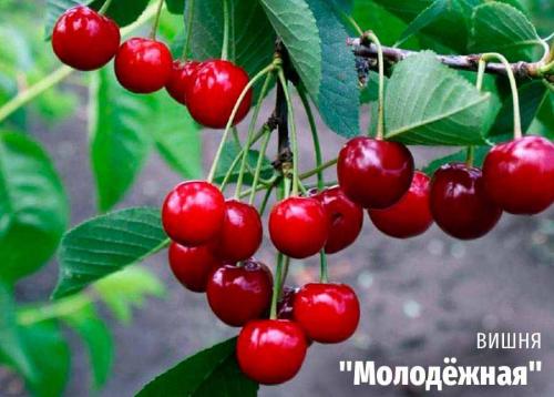 Вишня: основные виды и сорта 03