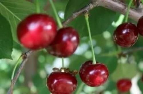 Вишня: основные виды и сорта 07