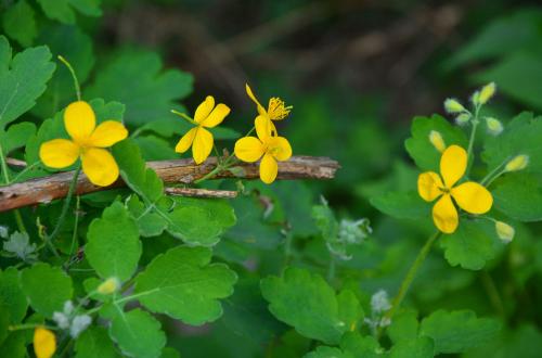Топинамбур: безопасный корм для кур или опасное загрязнение 03 Топинамбур: безопасный корм для кур или опасное загрязнение 03