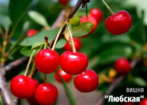 Вишня: основные виды и сорта 05