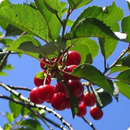 Какой сорт вишни самый сладкий и крупный в центральной части россии. Лучшие сорта вишни из нашей коллекции