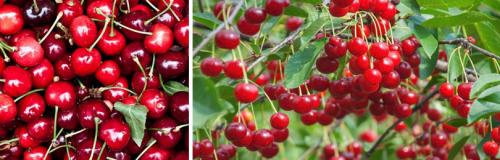 Какой сорт вишни самый сладкий и крупный в центральной части россии. Лучшие сорта вишни из нашей коллекции