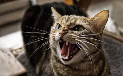 Почему коты смотрят в пустоту. Зачем кошка смотрит в угол, где ничего нет? 11 Почему коты смотрят в пустоту. Зачем кошка смотрит в угол, где ничего нет? 11