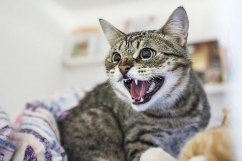 Почему коты смотрят в пустоту. Зачем кошка смотрит в угол, где ничего нет? 09 Почему коты смотрят в пустоту. Зачем кошка смотрит в угол, где ничего нет? 09