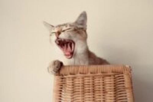 Кот шипит без причины. Почему кошка шипит на человека