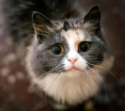 Кошка смотрит в пустоту и шипит. Кошка смотрит в никуда: нужно ли бояться этого?