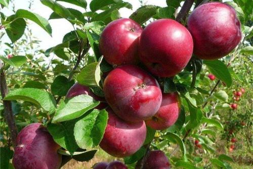 Сорт зеленых яблок. Лучшие сорта яблок: фото, названия и описания (каталог)