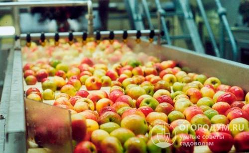 Ранние сорта яблони сладкие. Летние сорта яблок