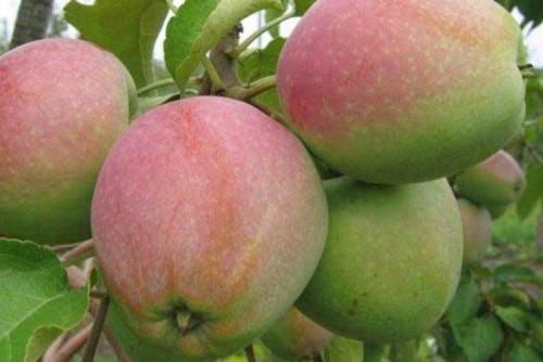 Сорт зеленых яблок. Лучшие сорта яблок: фото, названия и описания (каталог)