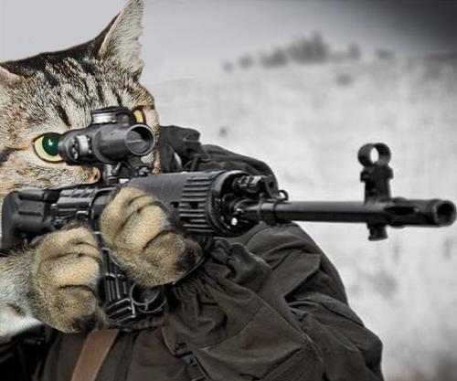 Кошка кидается только на одного человека. Почему кошка шипит на определенного человека?