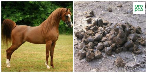 Навоз: оптимальные количества для 1 квадратного метра 01