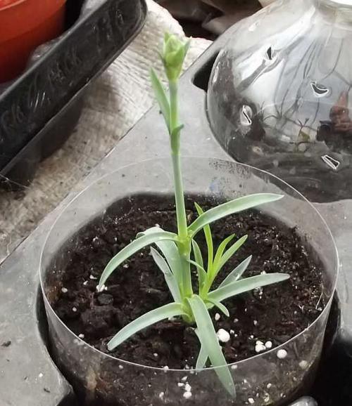 Пересадка цветущей гвоздики: возможно ли и как это сделать 01