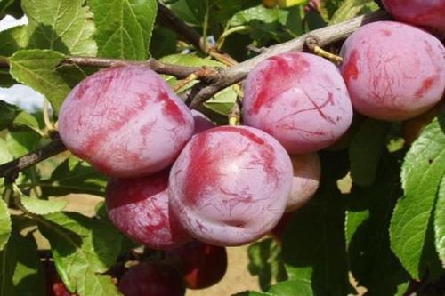 Катерина сорта слив двач. Слива Ренклод Альтана: характеристика сорта