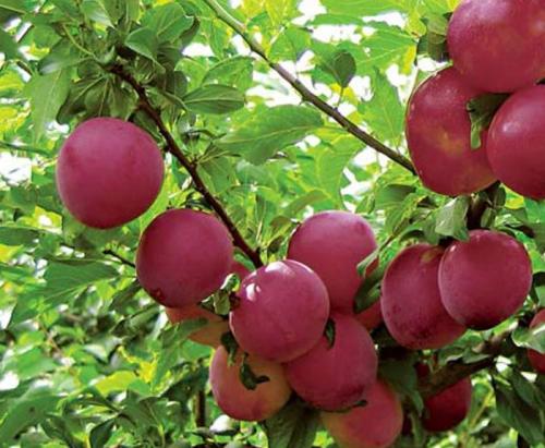 Отличие сливы от алычи. Разница между сливой и алычой