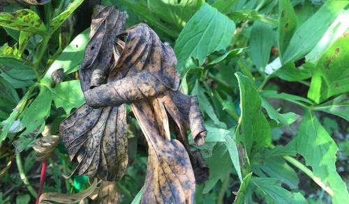 Пионы его болезни. Болезни пионов: описание с фотографиями и способы лечения