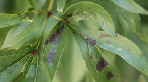 Почему сохнет древовидный пион. Почему засыхают пионы