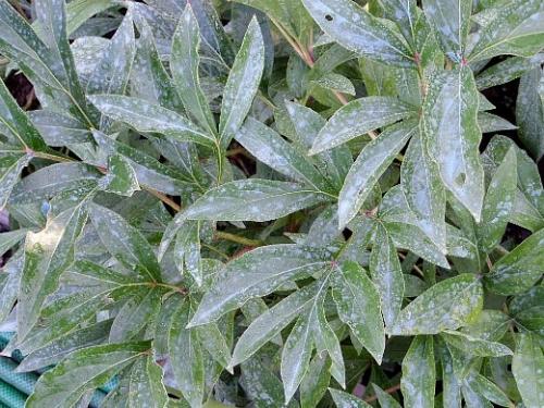 Вирус пионов. Навигация по записям