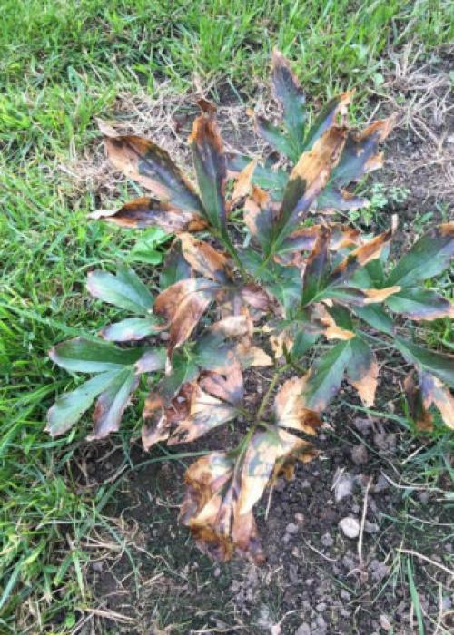 Почему сохнет древовидный пион. Почему засыхают пионы