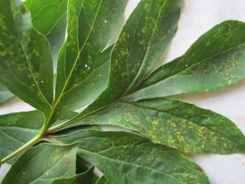 Пионы его болезни. Болезни пионов: описание с фотографиями и способы лечения