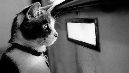 Почему кошка смотрит в одну точку и шипит. Кошка смотрит в никуда: нужно ли бояться этого? 03 Почему кошка смотрит в одну точку и шипит. Кошка смотрит в никуда: нужно ли бояться этого? 03