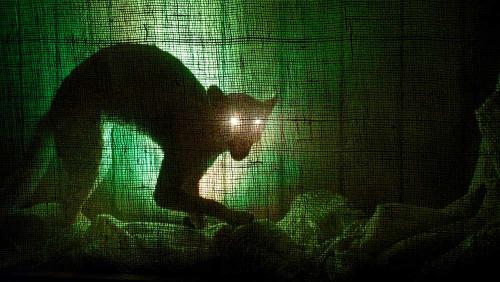 Почему кошка смотрит в одну точку и шипит. Кошка смотрит в никуда: нужно ли бояться этого? 02 Почему кошка смотрит в одну точку и шипит. Кошка смотрит в никуда: нужно ли бояться этого? 02