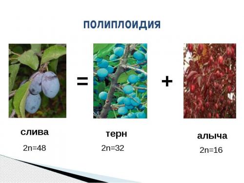 Чем отличается слива от алычи — сравнение и особенности каждого вида