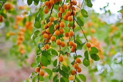 Чем отличается слива от алычи — сравнение и особенности каждого вида