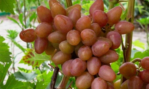 Виноград найден описание сорта. Виноград розовый сорта