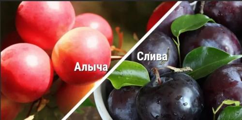 Чем отличается слива от алычи — сравнение и особенности каждого вида