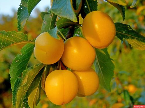 Отличие сливы от алычи. Слива и алыча –, что это и отличия