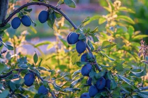 Чем отличается слива от алычи — сравнение и особенности каждого вида