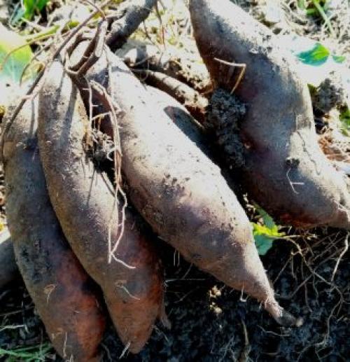 Как выбрать подходящий сорт сладкого картофеля батата. Батат – разный!