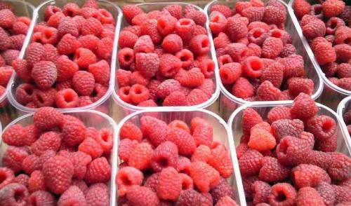 Как обеспечить правильную влажность и температуру для хранения малины на зиму. Условия хранения свежей малины