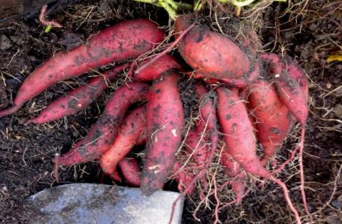Как выбрать подходящий сорт сладкого картофеля батата. Батат – разный!