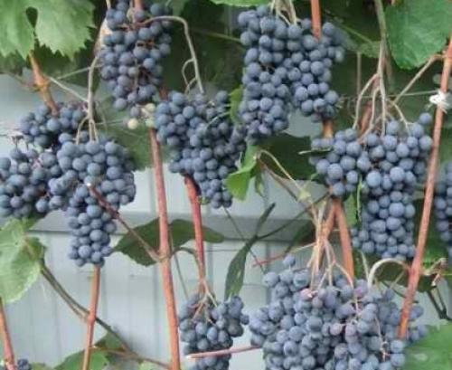 Виноград один описание сорта. Агротехника сорта 01