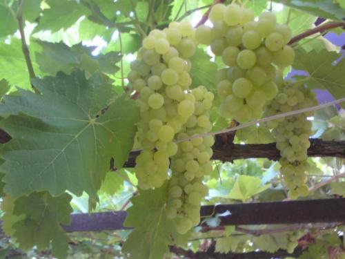 Сорта винограда по алфавиту — описание и характеристика лучших розовых, белых и винных сортов винограда