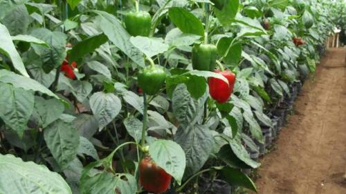 Как можно определить, готовы ли перцы к сбору. Когда снимать перцы в теплице: определяем степень зрелости урожая и собираем его правильно и вовремя