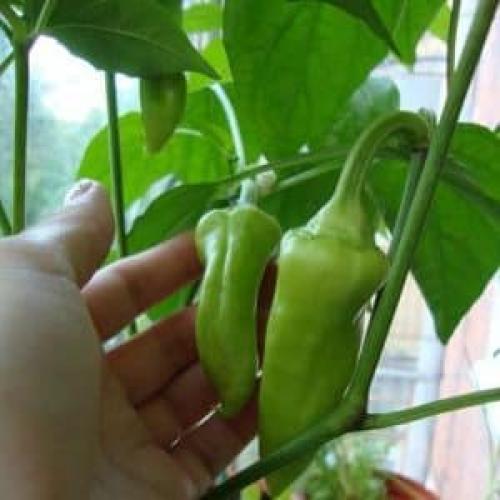 Можно ли сорвать перцы зелеными, чтобы они дозрели позже. Где и как дозаривать перцы в домашних условиях: советы по хранению овощей и ускорению их поспевания