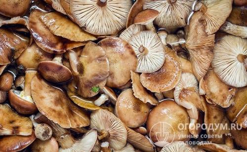 Опята маринованные на зиму в домашних условиях. Предварительная обработка