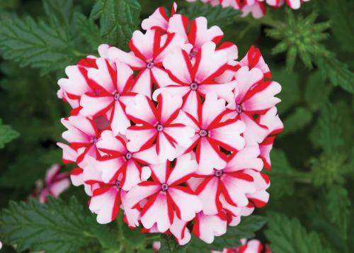 Вербена в кашпо. Вербена ампельная — эффектное украшение террасы