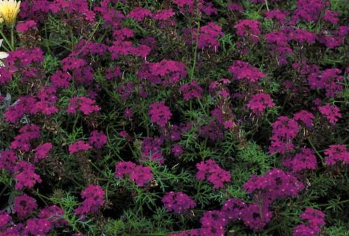 Вербена в кашпо. Вербена ампельная — эффектное украшение террасы