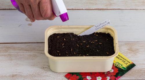 Вербена дома на подоконнике. Мой опыт сохранения и черенкования вербены! 03 Вербена дома на подоконнике. Мой опыт сохранения и черенкования вербены! 03