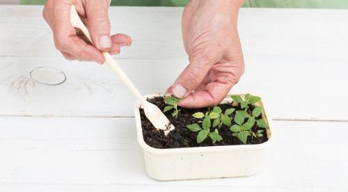 Вербена дома на подоконнике. Мой опыт сохранения и черенкования вербены! 05 Вербена дома на подоконнике. Мой опыт сохранения и черенкования вербены! 05