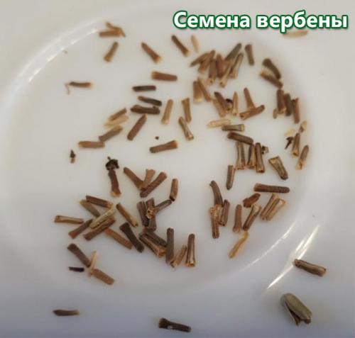 Вербена семена. Вербена – выращивание из семян, когда сажать на рассаду