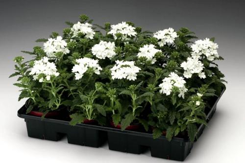 Вербена секреты выращивания. Выращивание рассады вербены из семян: сроки и правила